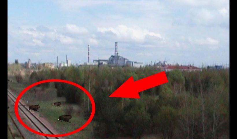 Mutanti la Cernobîl